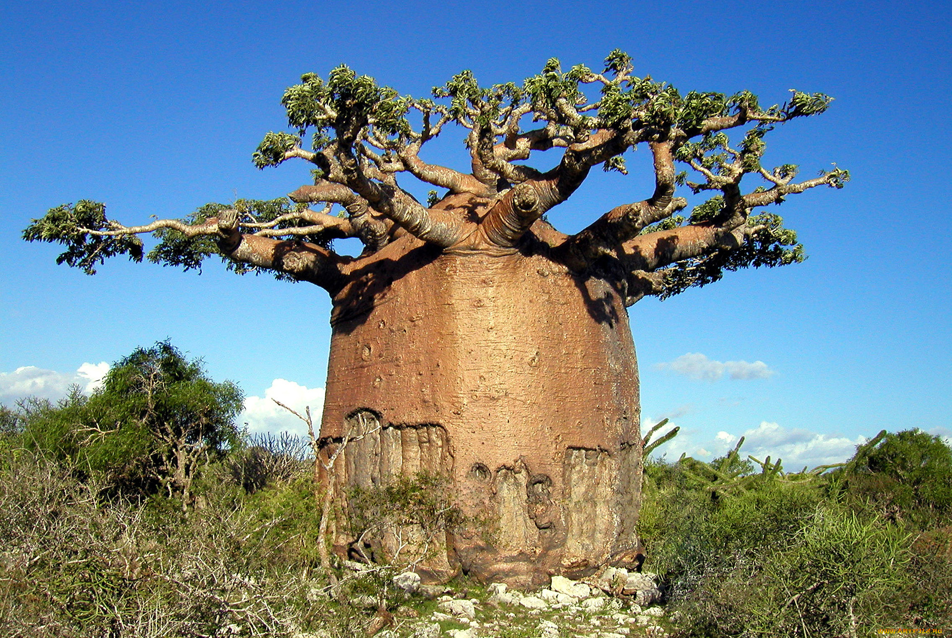 Баобаб википедия. Баобаб (Адансония пальчатая. Самое большое дерево в мире баобаб. Баобаб самое толстое дерево. Баобаб в Африке.